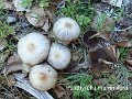 Psathyrella mammifera-amf2257-2